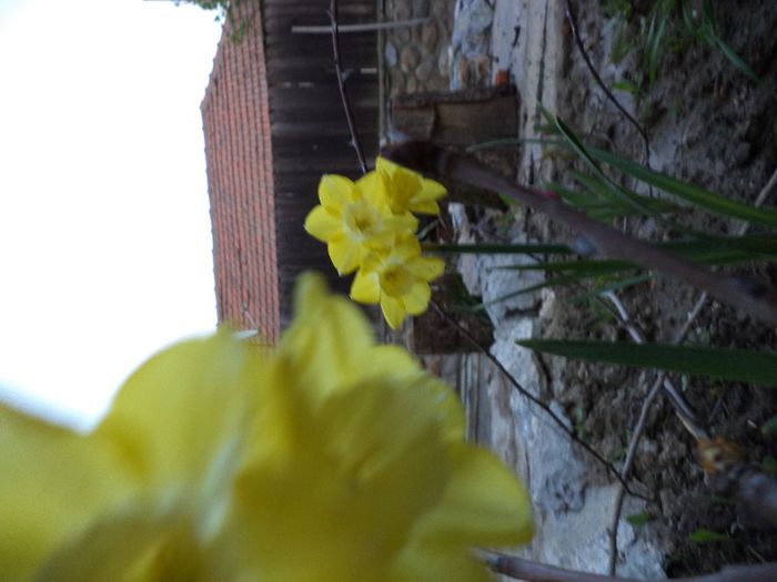 DSC00390 - flori 2013