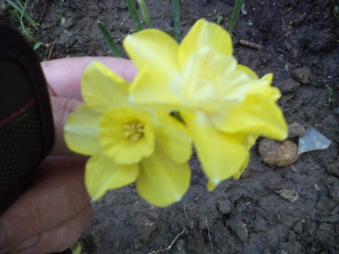 DSC00391 - flori 2013