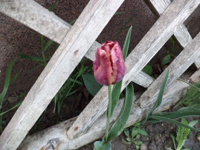 DSC00392 - flori 2013