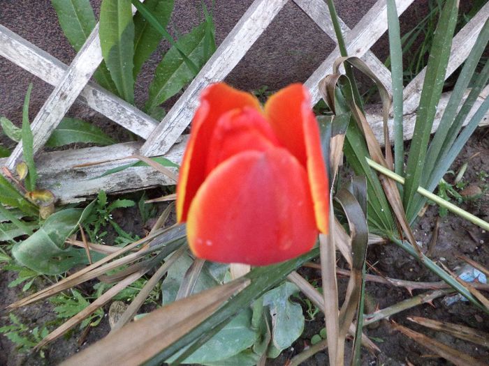 DSC00393 - flori 2013