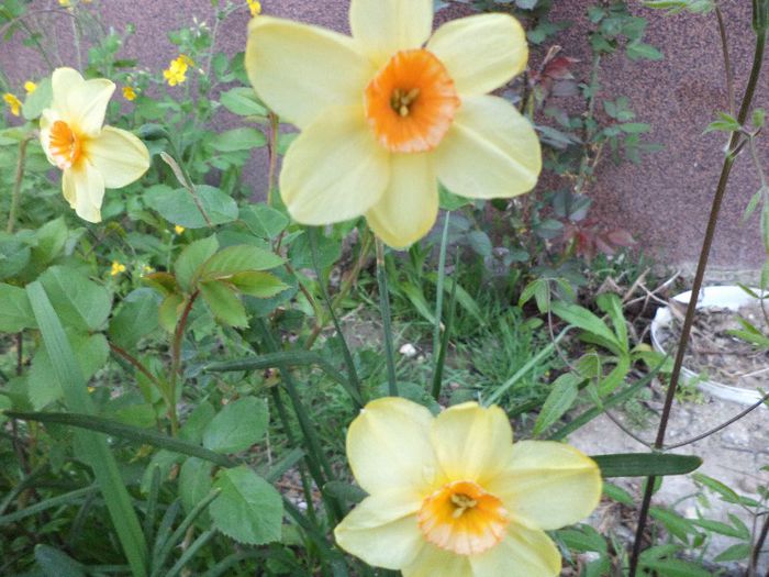 DSC00394 - flori 2013