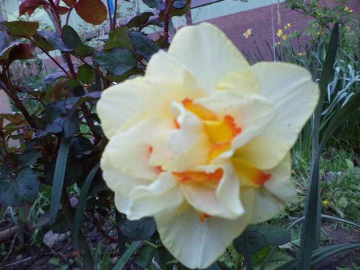 DSC00395 - flori 2013