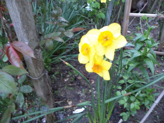 DSC00396 - flori 2013