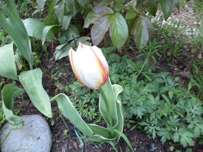 DSC00397 - flori 2013