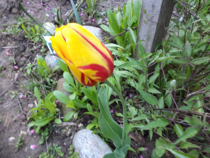 DSC00398 - flori 2013