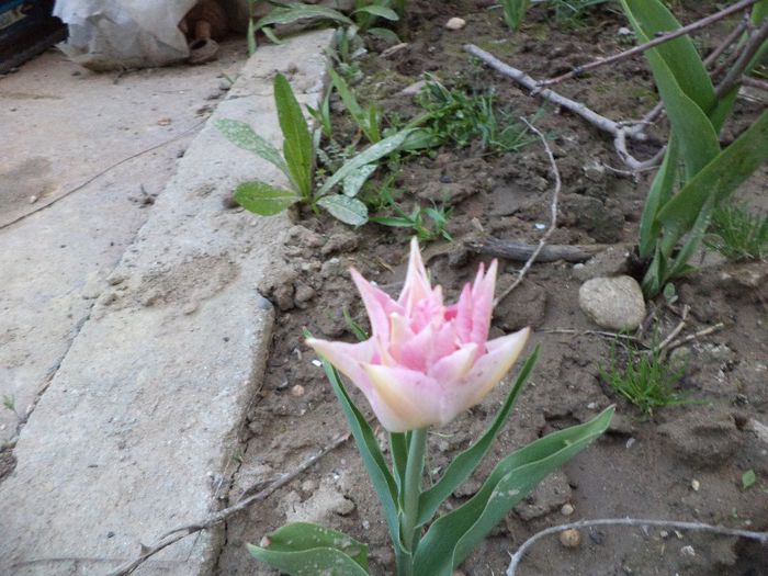 DSC00402 - flori 2013