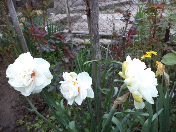 DSC00410 - flori 2013