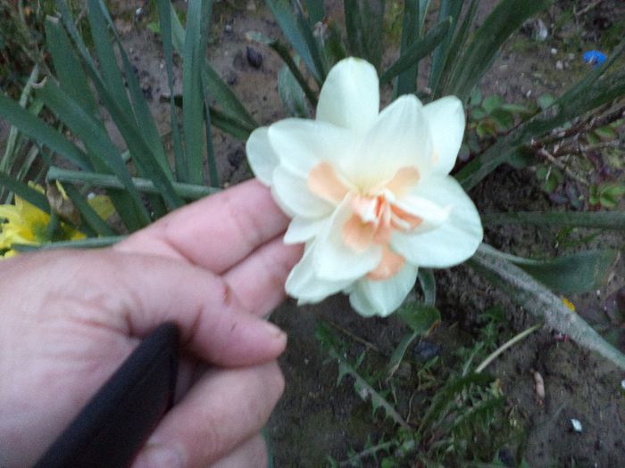 DSC00415 - flori 2013