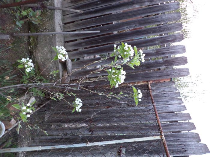 DSC00416 - flori 2013