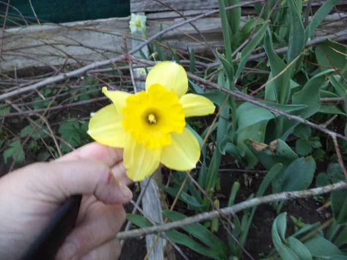 DSC00417 - flori 2013