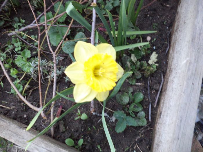 DSC00421 - flori 2013