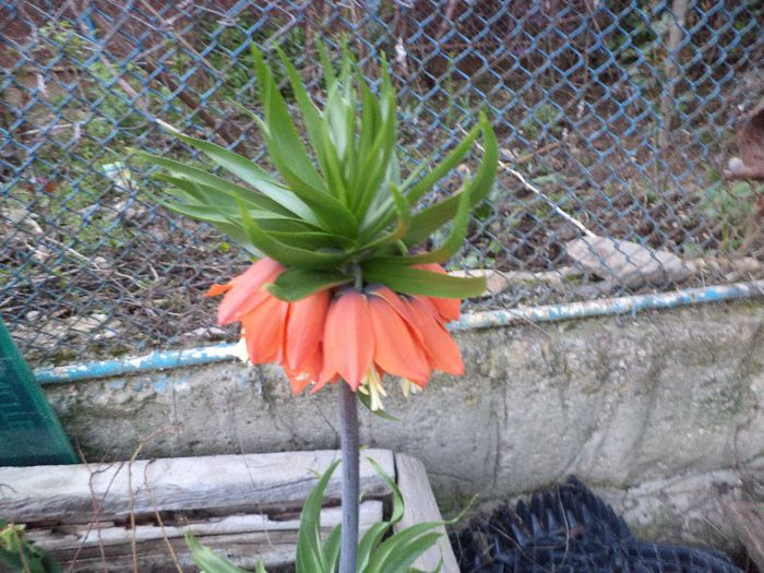 DSC00422 - flori 2013