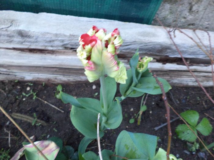 DSC00423 - flori 2013