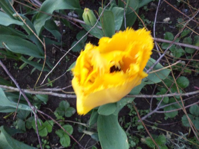 DSC00424 - flori 2013