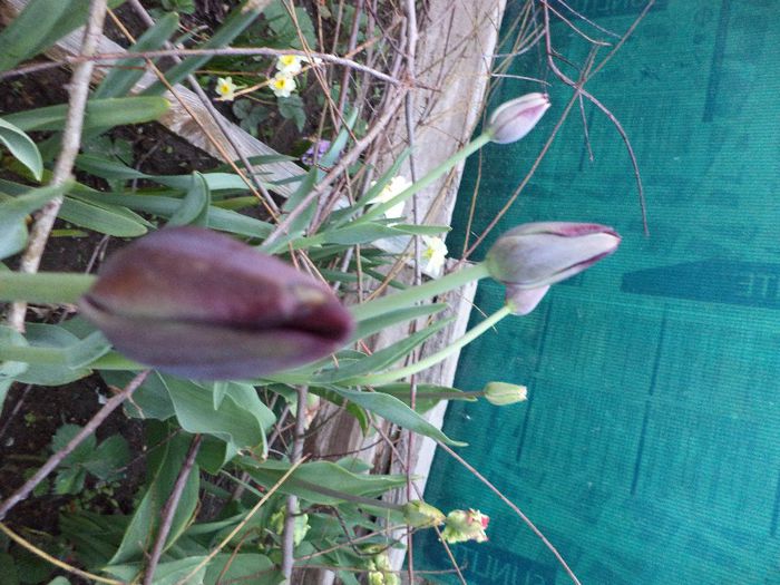 DSC00425 - flori 2013