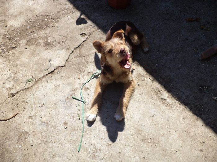 DSC00434 - flori 2013