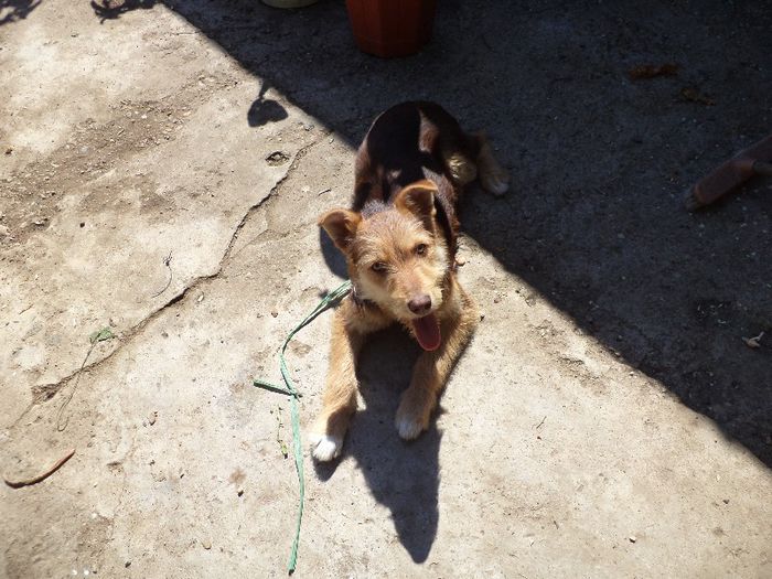 DSC00435 - flori 2013