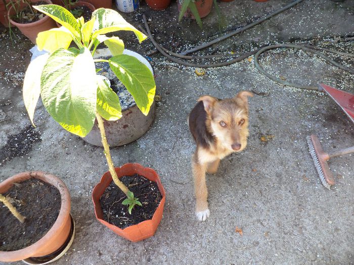 DSC00436 - flori 2013