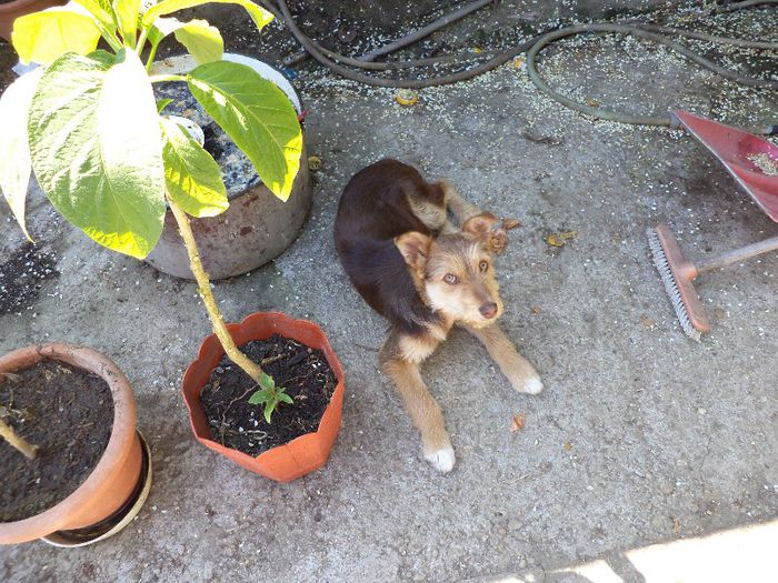 DSC00437 - flori 2013