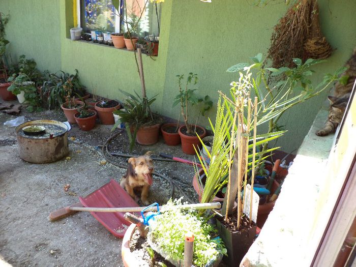 DSC00438 - flori 2013