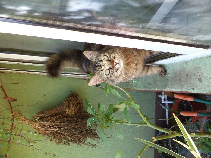 DSC00441 - flori 2013