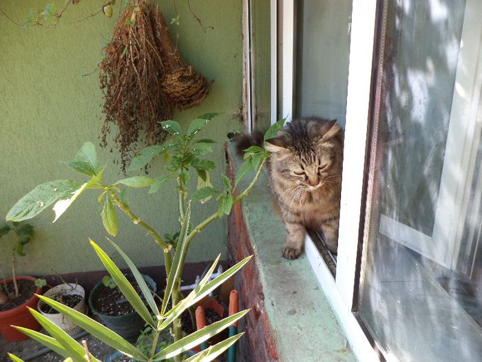 DSC00442 - flori 2013