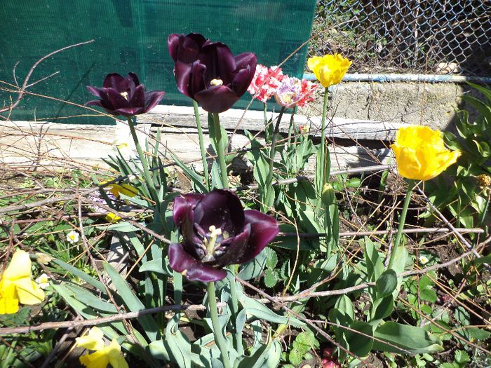 DSC00445 - flori 2013