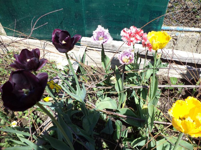 DSC00446 - flori 2013