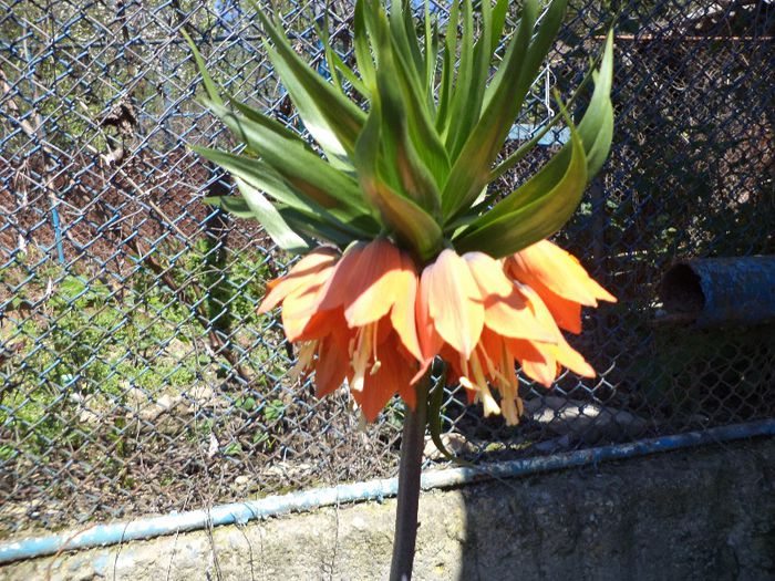 DSC00448 - flori 2013