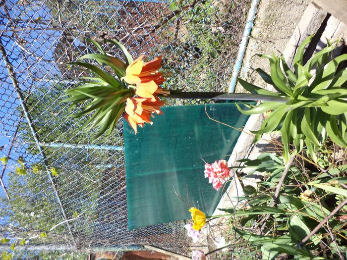 DSC00449 - flori 2013