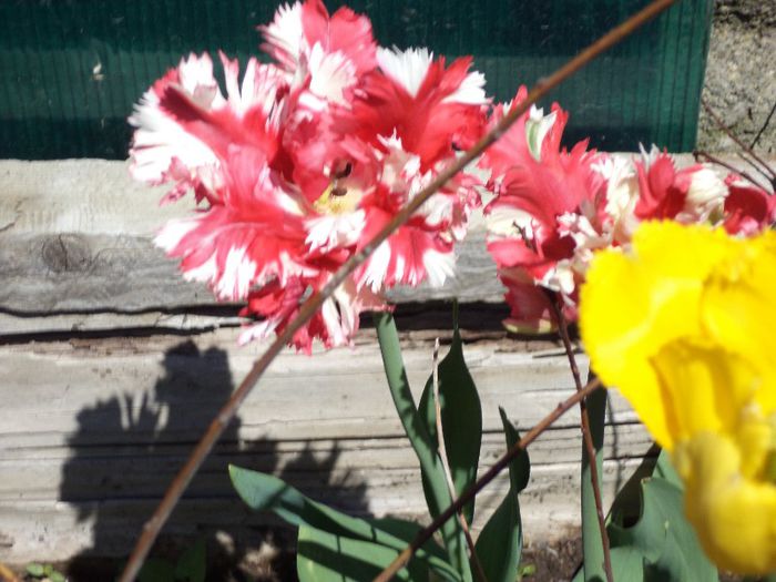 DSC00450 - flori 2013