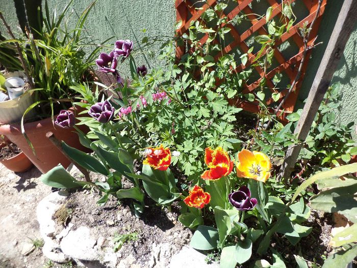 DSC00452 - flori 2013