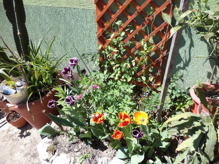 DSC00453 - flori 2013