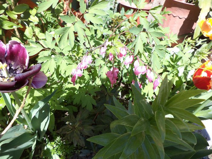 DSC00454 - flori 2013