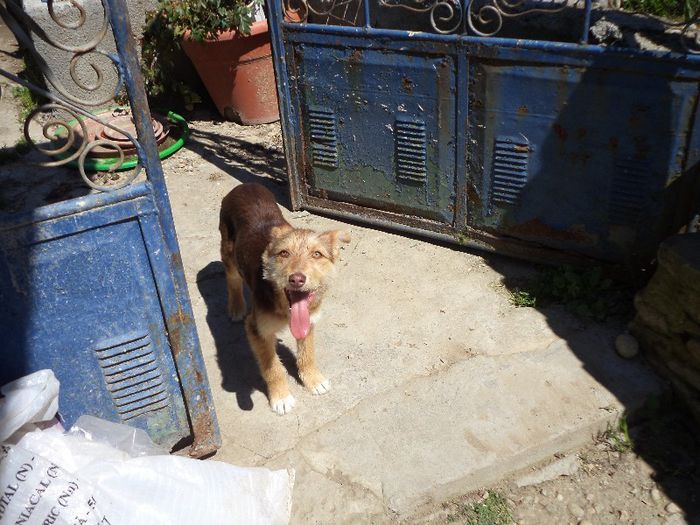 DSC00459 - flori 2013