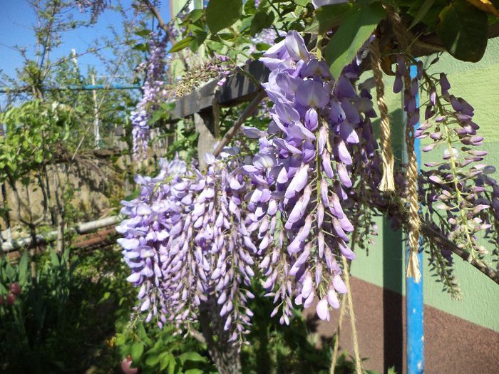DSC00485 - flori 2013