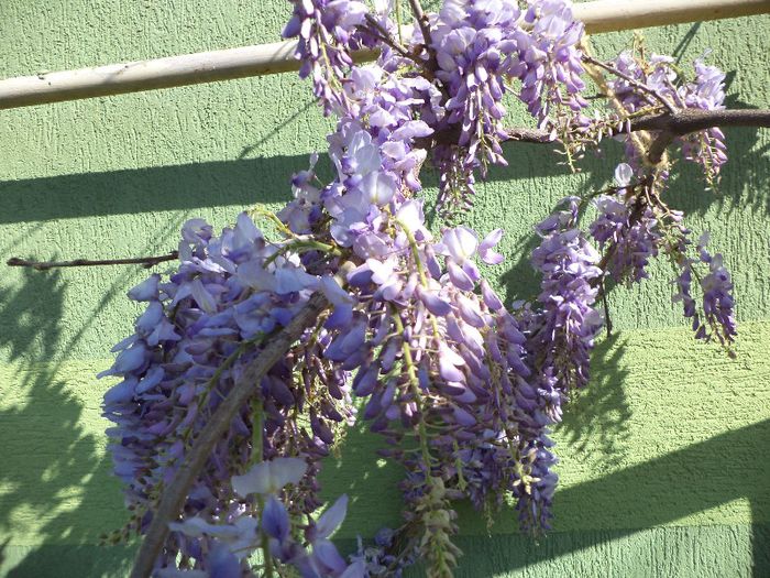 DSC00487 - flori 2013