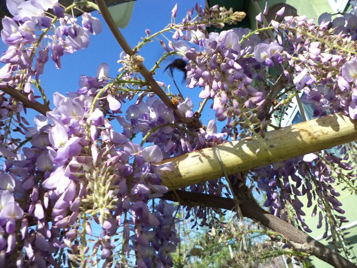 DSC00488 - flori 2013