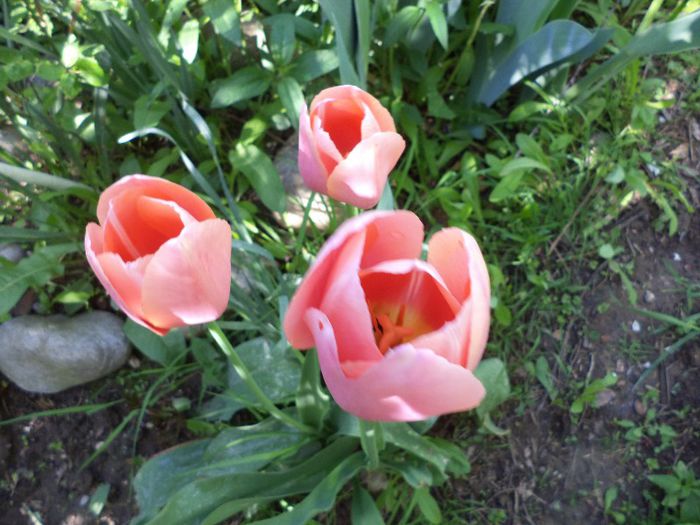 DSC00490 - flori 2013