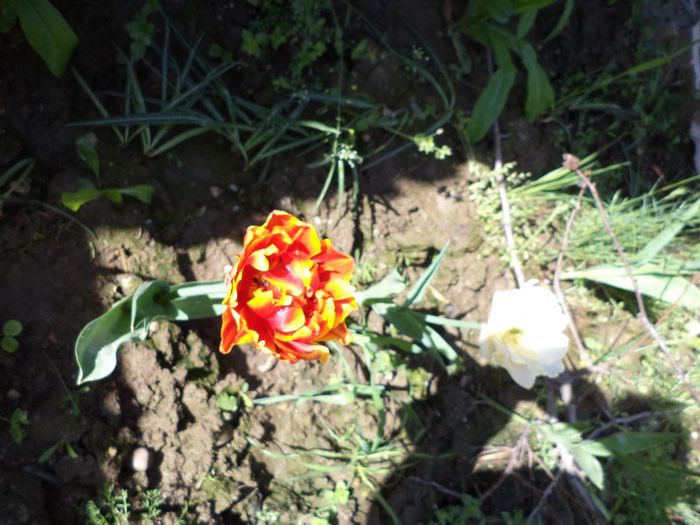 DSC00491 - flori 2013