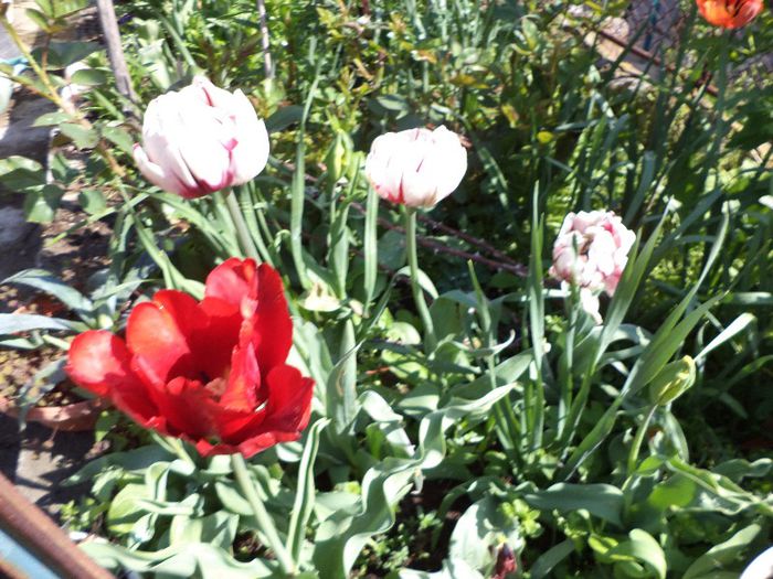 DSC00492 - flori 2013