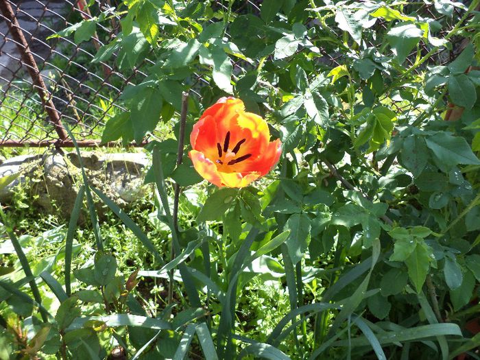 DSC00493 - flori 2013