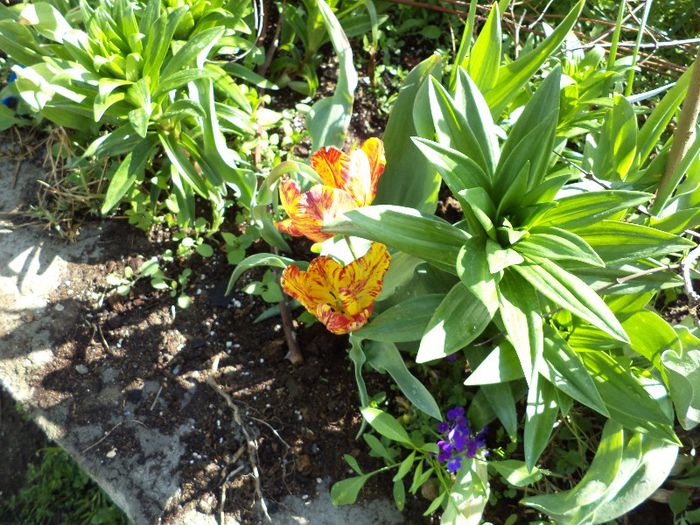 DSC00494 - flori 2013