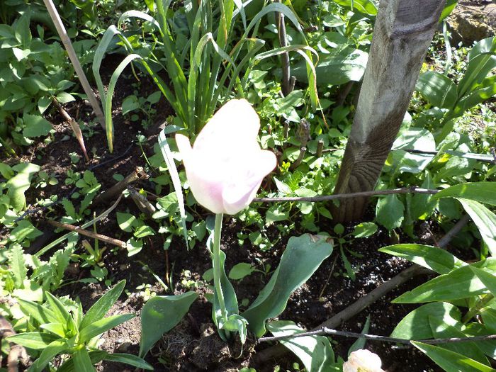 DSC00497 - flori 2013