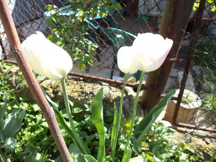 DSC00498 - flori 2013