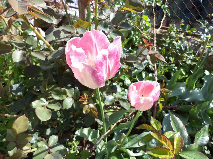 DSC00499 - flori 2013