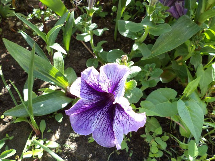 DSC00500 - flori 2013