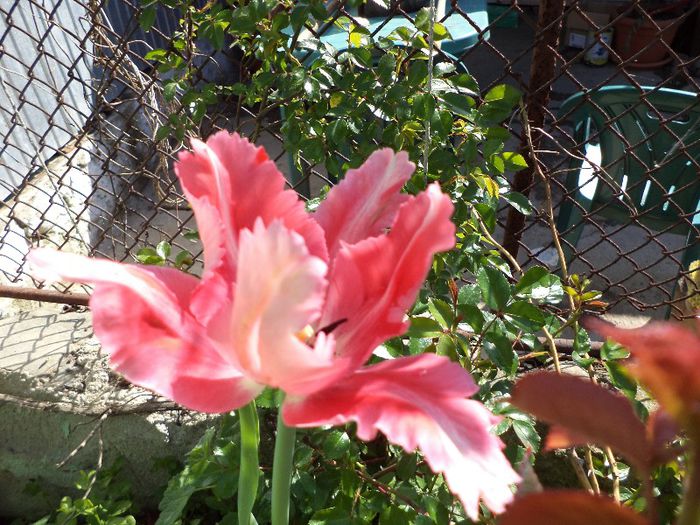 DSC00501 - flori 2013