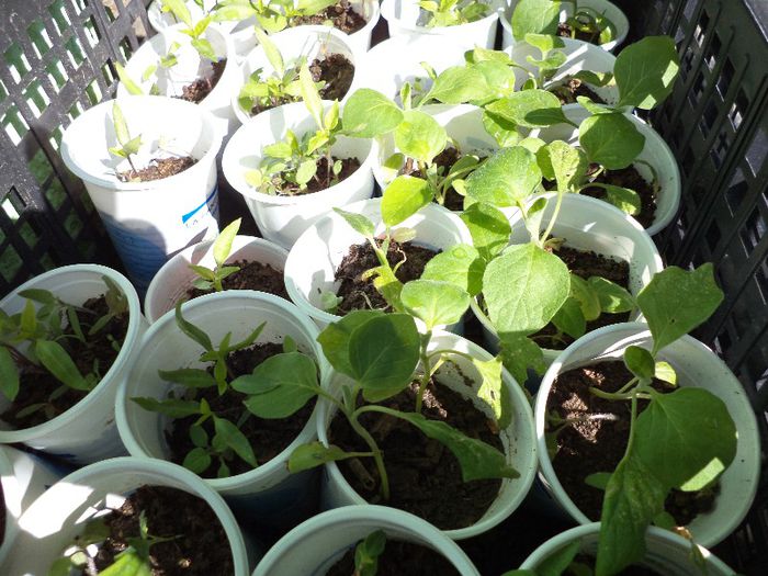 DSC00502 - flori 2013