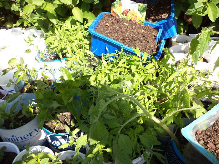 DSC00505 - flori 2013